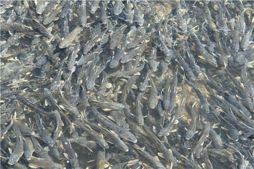 1608017763452647.jpg 湟鱼回流.jpg