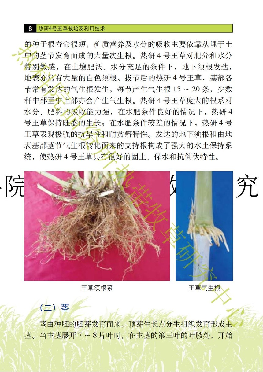 热研4号王草图片