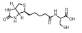 （5-（（3AS，4S，6aR）-2-氧代六��-1H-噻吩并[3,4-d]咪唑-4-基）戊�；�）-L-半胱氨酸|151009-85-7