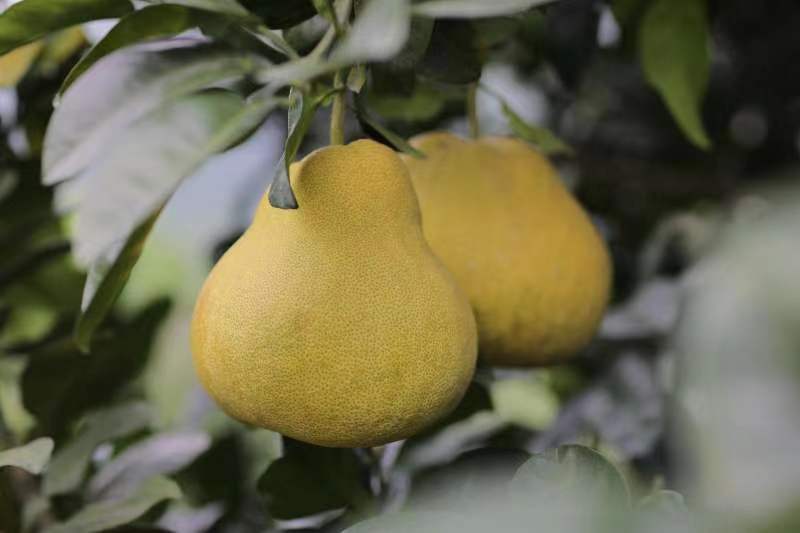 莆田仙游文旦柚产地直发全国一级果10斤起售大莆田网粉丝专享