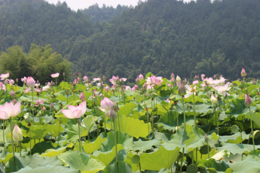 1555114590126040.png 图片2.png