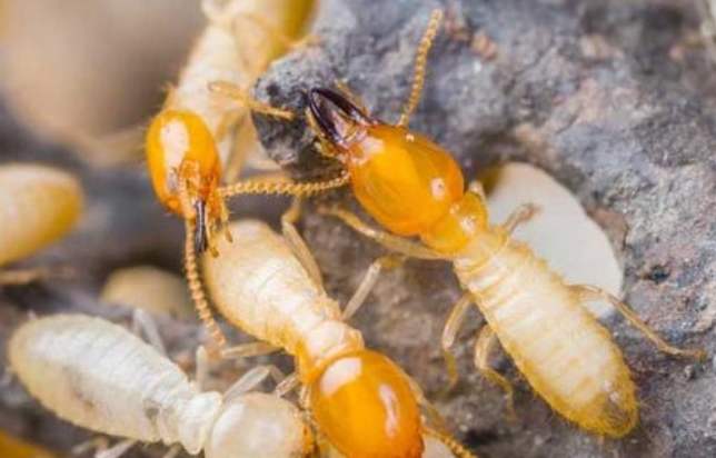 柳州康諾-白蟻怎么消殺？ 
