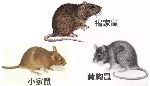 徹底有效防治老鼠的方法有哪些