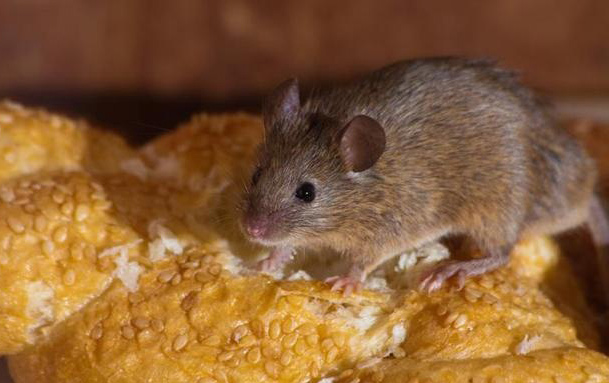 秋季專業滅鼠公司提示防火防盜防老鼠