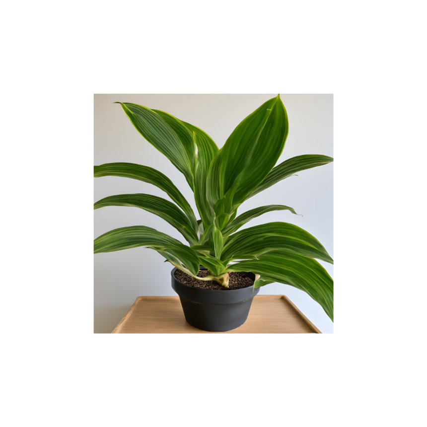 Ź(4).png