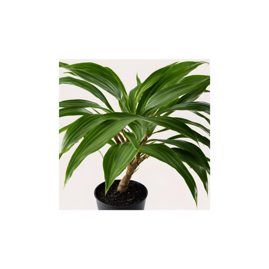 Ź(5).png