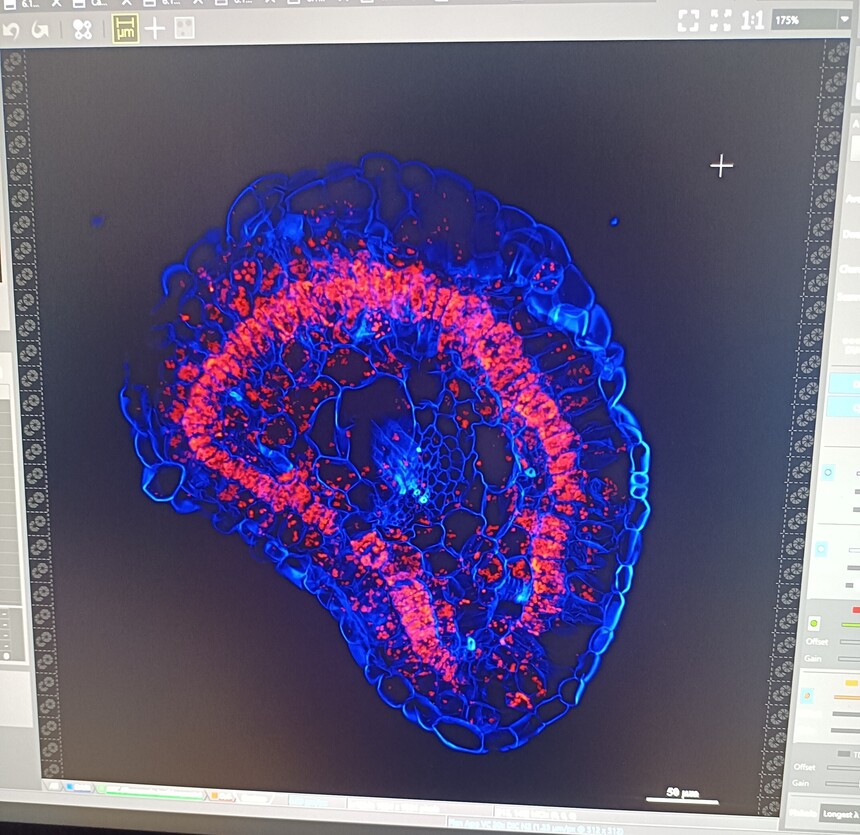 新疆大学 异子蓬叶片组织 100um 共聚焦显微镜观察.jpg