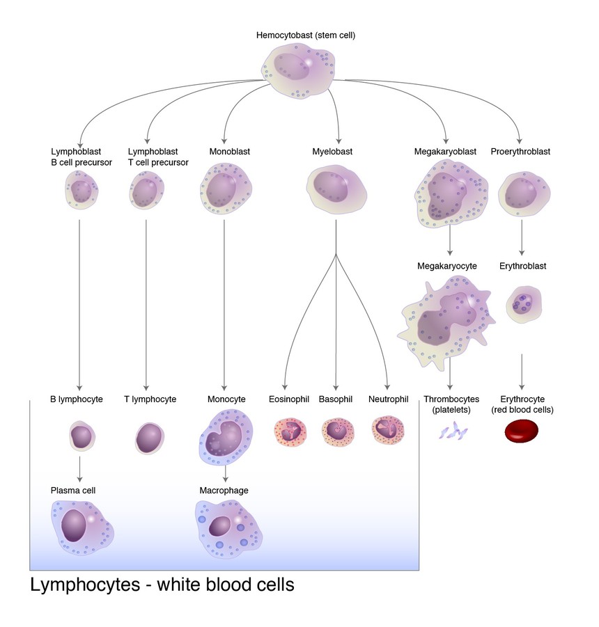lymphocyte.jpg