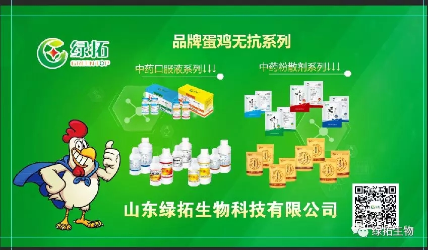 1570495783984862.jpg 蛋雞.webp.jpg