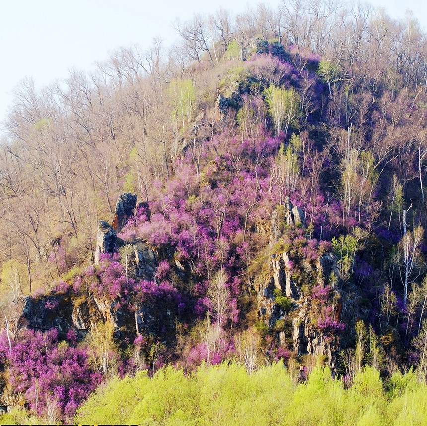 1521729477963292.jpg 蛇山杜鹃花开 付国哲---.jpg