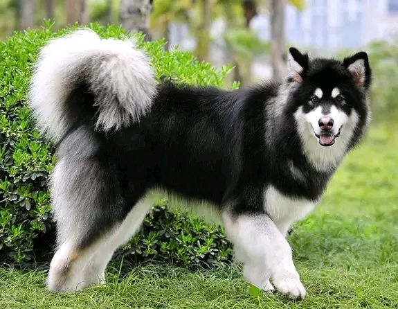 阿拉斯加犬好养吗 能长多大.jpg 阿拉斯加犬