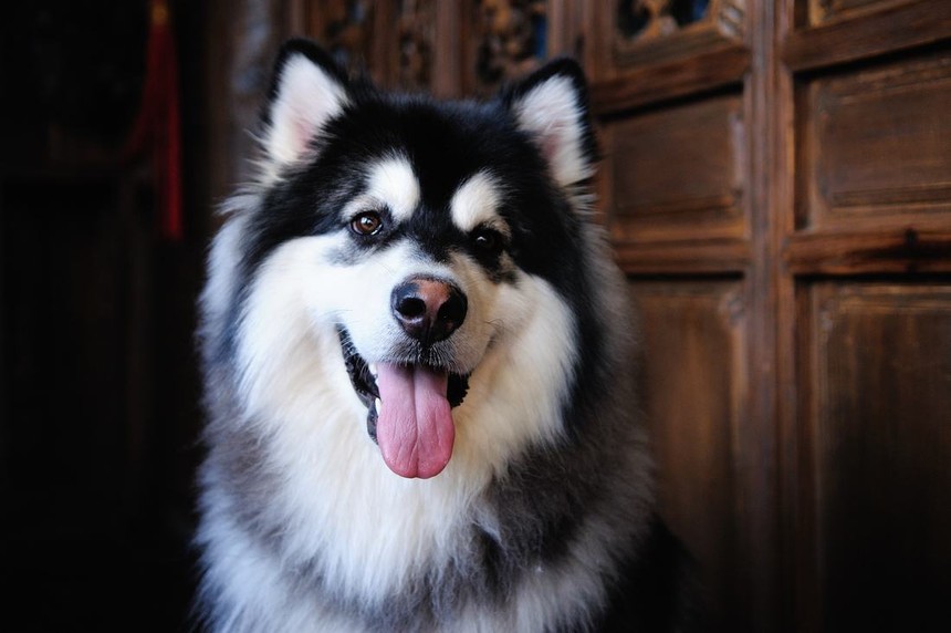 阿拉斯加犬好养吗 能长多大.jpg 阿拉斯加犬