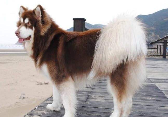 阿拉斯加犬好养吗 能长多大.jpg “阿拉斯加犬”/