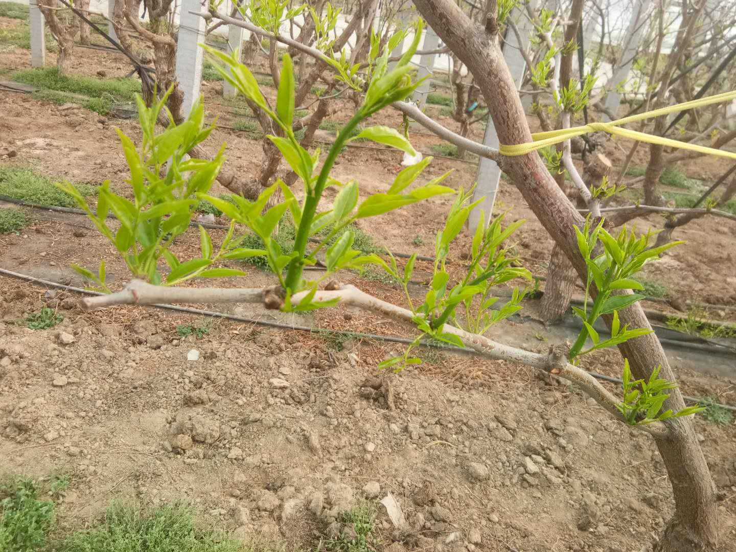 424磬ƽũҵũֵԱؼοԱԪؼ 